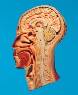 Molte malattie psichiatriche hanno un substrato neurobiologico comune 